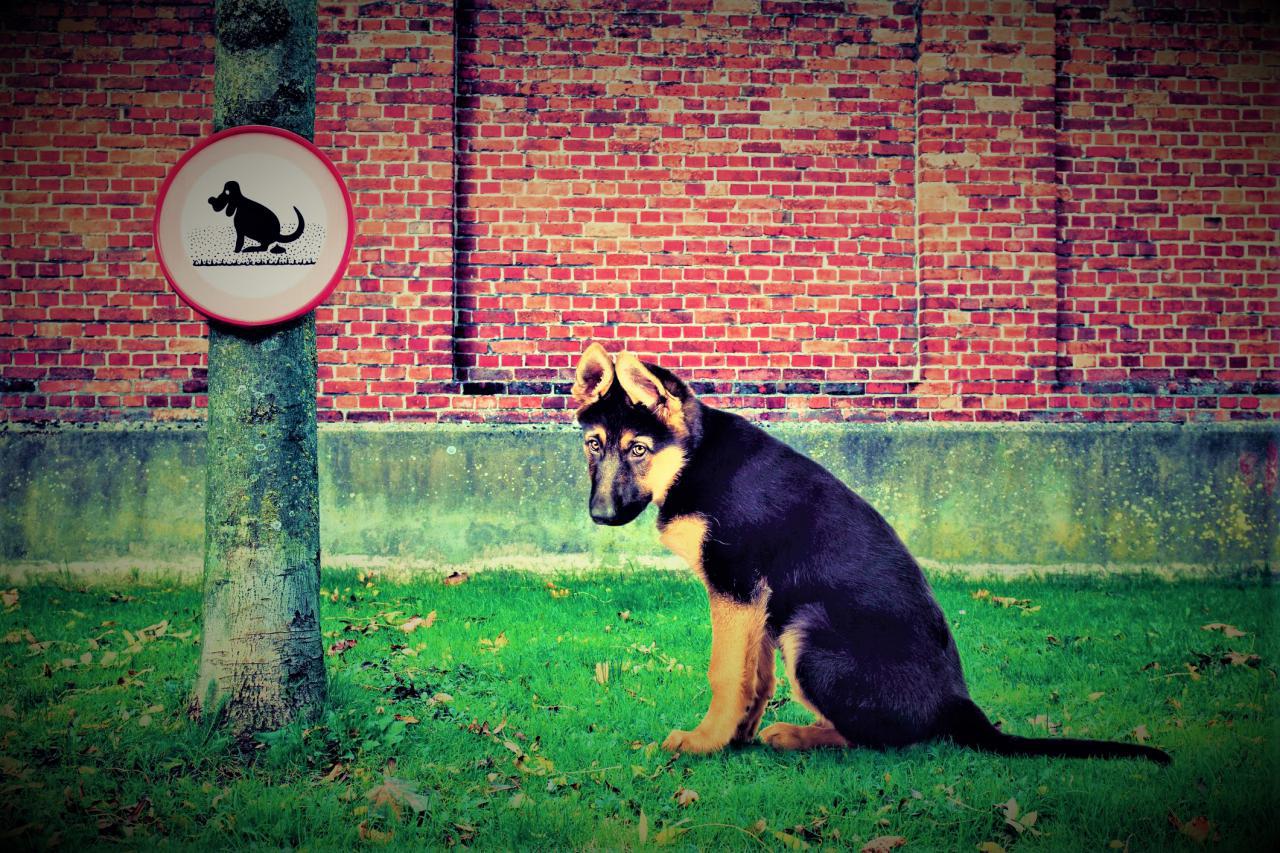 Comparendo a propietario de mascota que no cumplia normatividad de animales