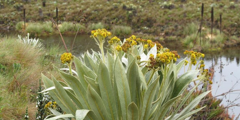 Ley de paramo