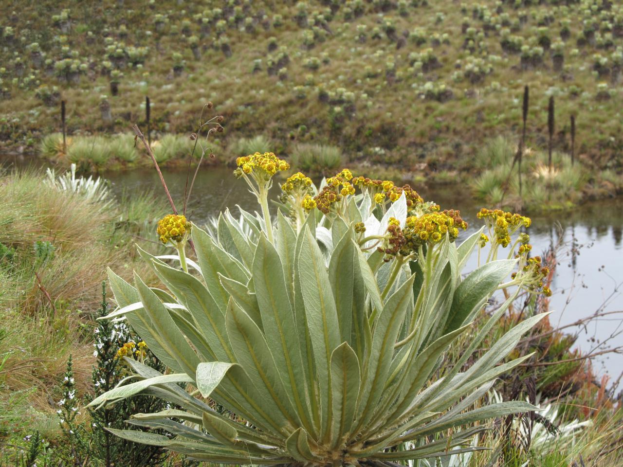 Ley de paramo