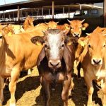 Acciones para erradicar clandestinidad e ilegalidad del beneficio animal pide la PGN