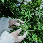 Canada legaliza el consumo de marihuana de forma recreativa