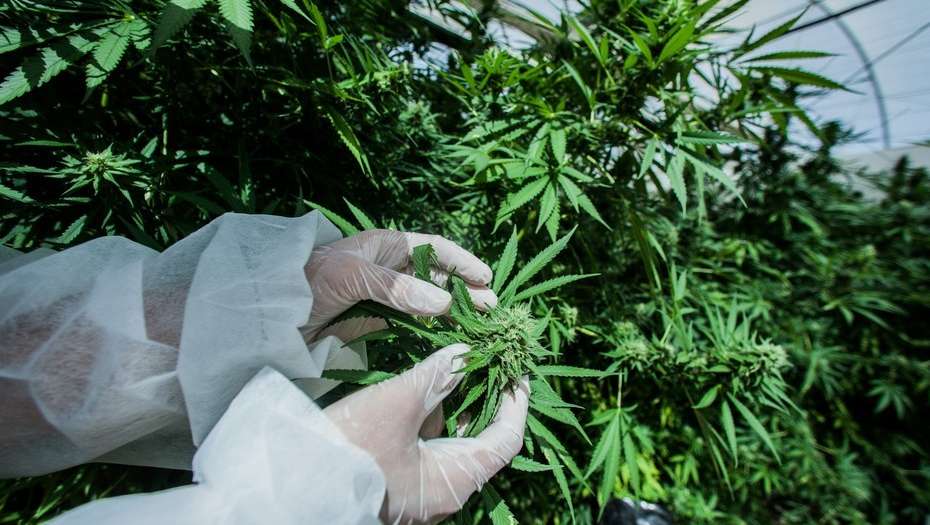 Canada legaliza el consumo de marihuana de forma recreativa