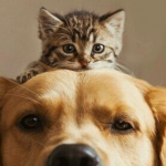 noticia perro gato