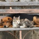 Dia de Relajacion en favor de perros y gatos