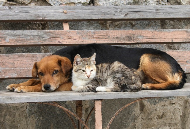 Dia de Relajacion en favor de perros y gatos