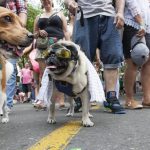 Feria Canina en Sopo.JPG