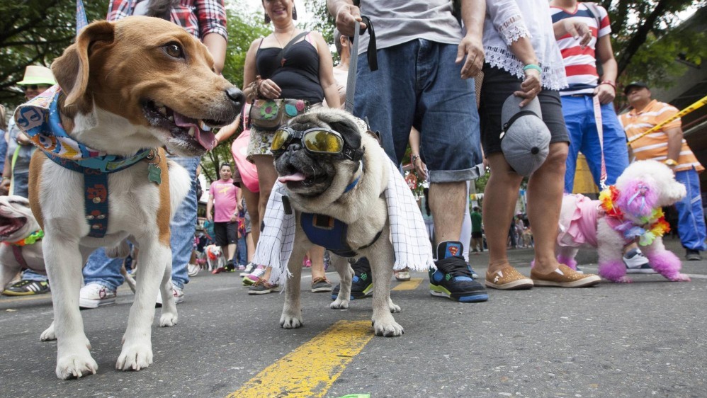 Feria Canina en Sopo.JPG