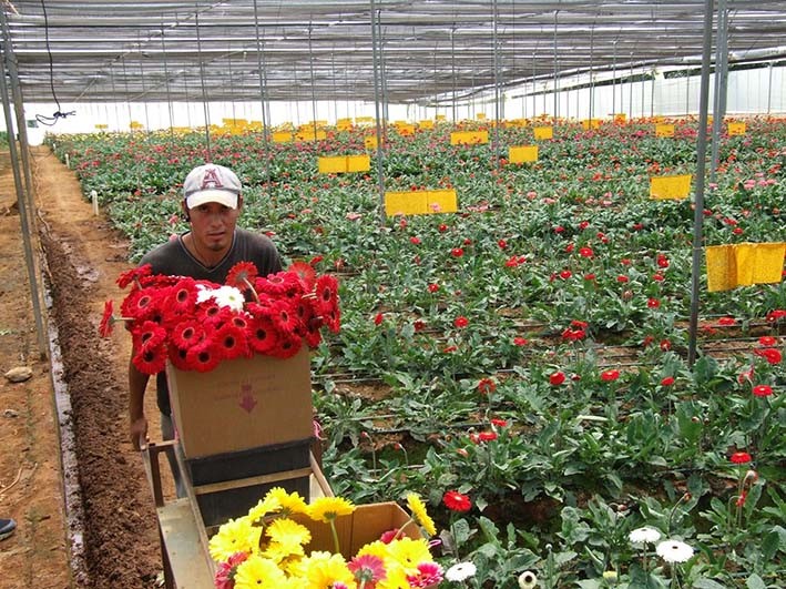 Gobernacion de Cundinamarca busca fortalecer el sector floricultor