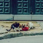 La fundacion mi ultima pulga necesita de su ayuda