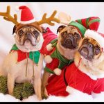 perritos