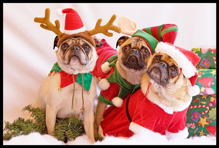 perritos