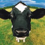 vacas sopo
