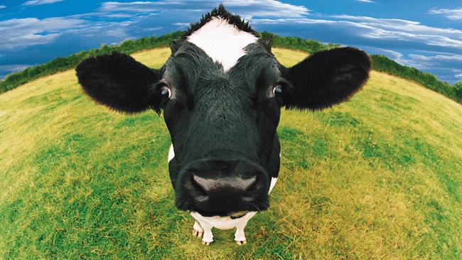 vacas sopo