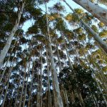Arboles para la reforestacion en Topaipi.jpg
