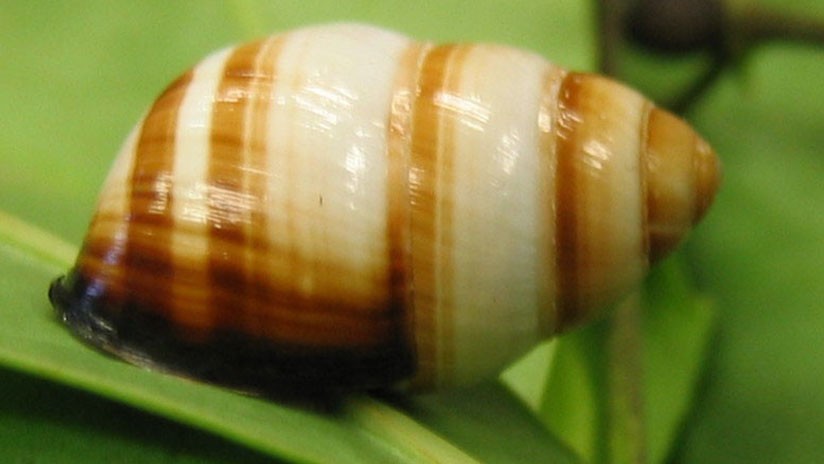 Caracol Achatinella Apexfulva es la primera especie en extinguirse en 2019