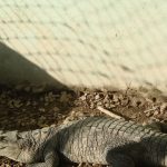 Despues de 15 anos el gobierno vuelve a permitir la venta de piel de caiman en el pais
