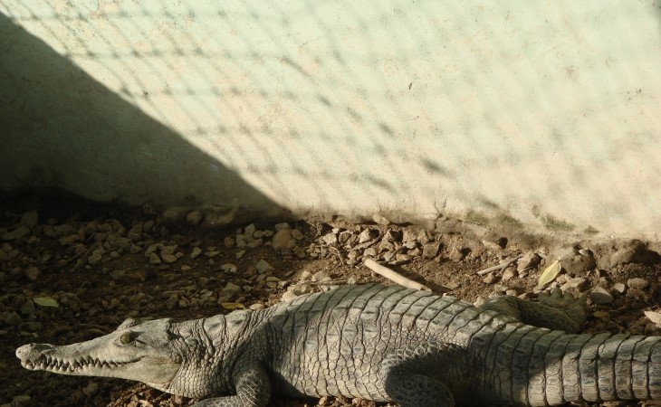 Despues de 15 anos el gobierno vuelve a permitir la venta de piel de caiman en el pais