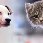 Jornada de esterilizacion canina y felina en Zipaquira
