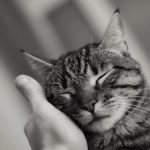 gato