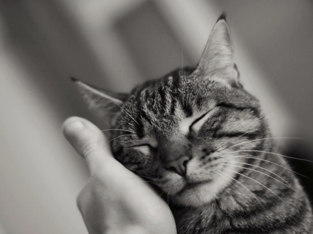 gato