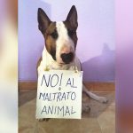 No al matrato Animall