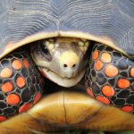 Tortuga