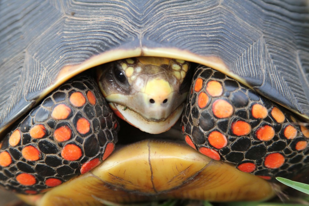 Tortuga