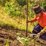 Convocatoria de proyectos de investigacion en emprendimiento femenino rural