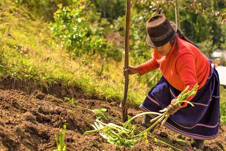 Convocatoria de proyectos de investigacion en emprendimiento femenino rural