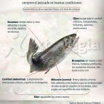 PESCADO