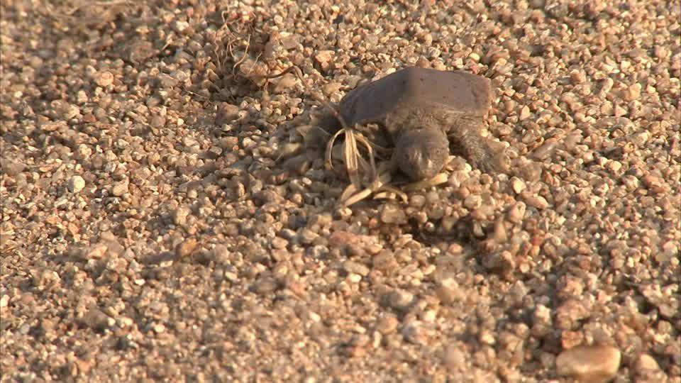 Tortuga2