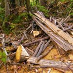 Capturados taladores ilegales de bosques en Tocancipa