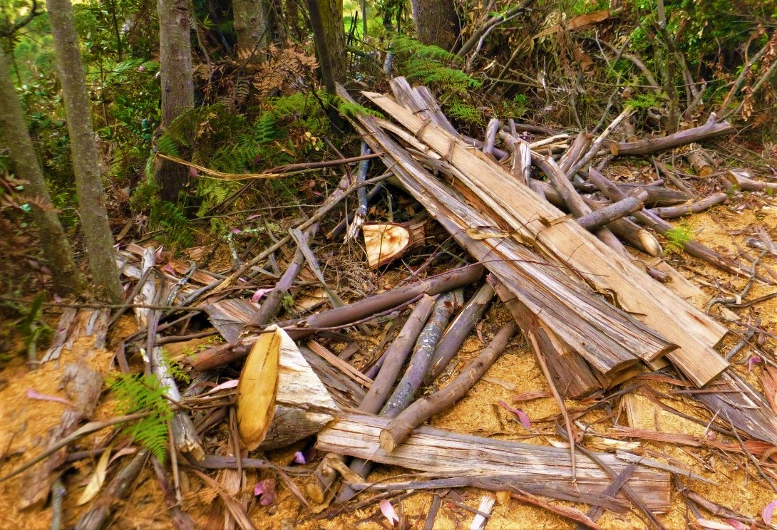 Capturados taladores ilegales de bosques en Tocancipa