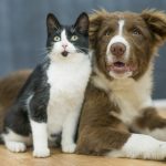 Jornada de esterilizacion