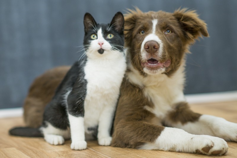 Jornada de esterilizacion