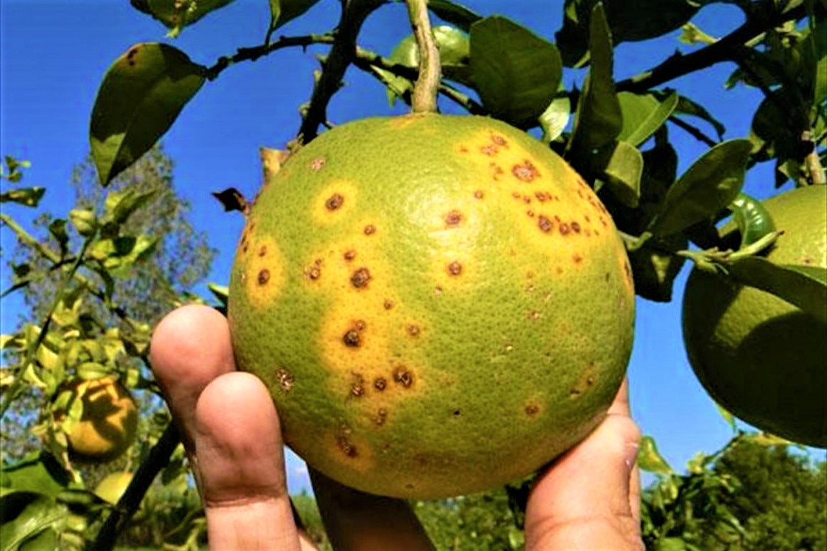 Dragon Amarillo