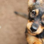 Jornada de adopcion