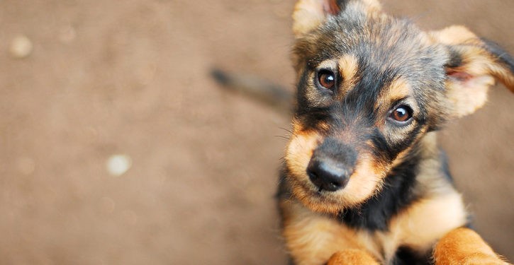 Jornada de adopcion