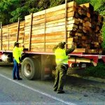 Desarticulada organizacion dedicada a la tala ilegal de arboles en Cundinamarca y Boyaca