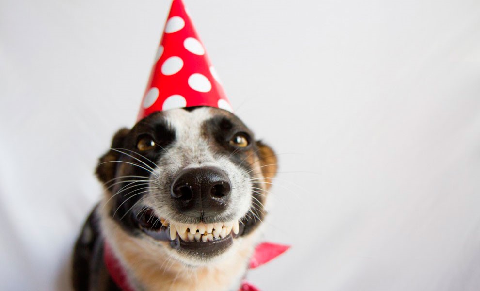 Perro