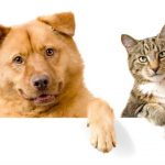 esterilizacion