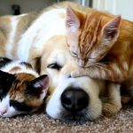 gato y perro