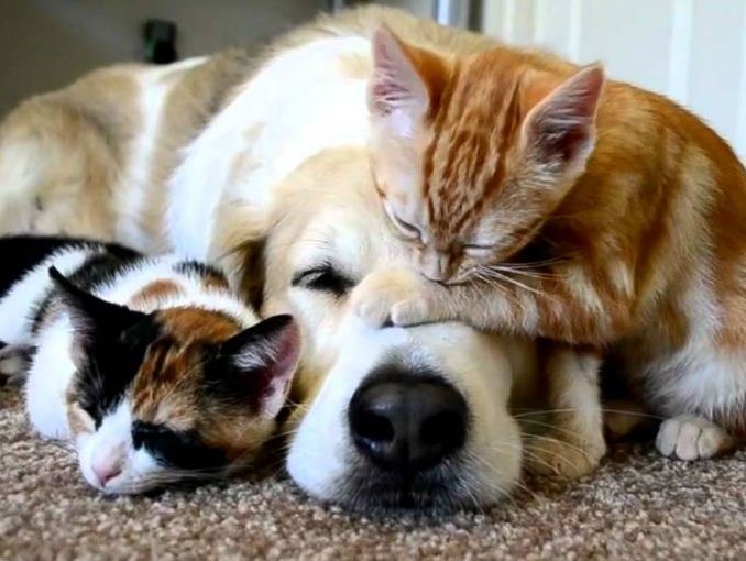 gato y perro