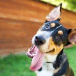perro