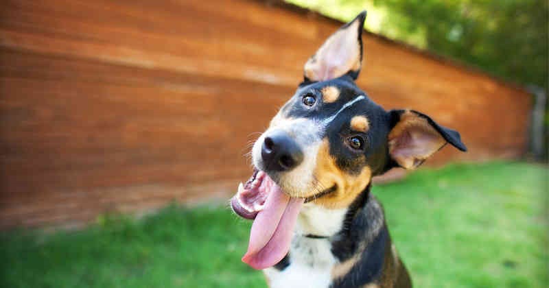 perro