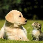 Adoptar una mascota cambia la vida 2