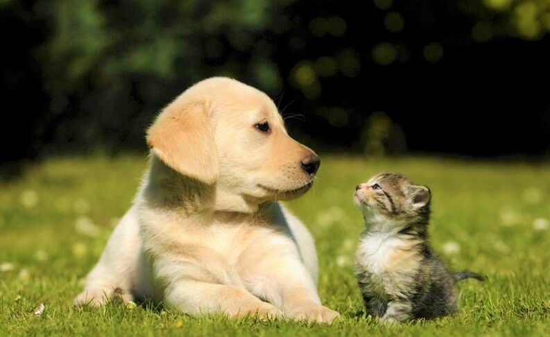 Adoptar una mascota cambia la vida 2