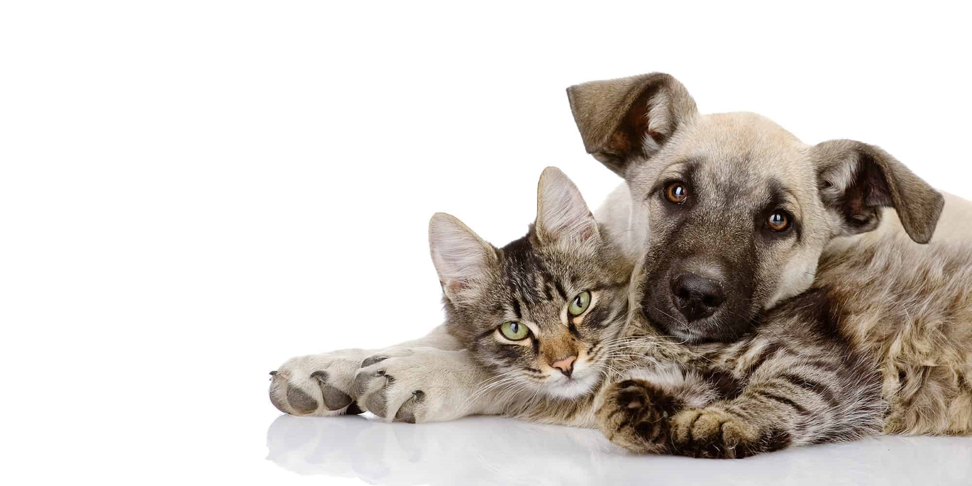 tabio dia mascota 2019