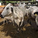 fiebre aftosa