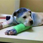 Dos condenas y tres imputaciones por maltrato animal 1